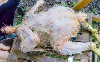 Температура ошпаривания бройлеров