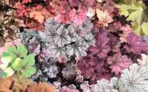 Многолетняя гейхера: посадка, уход, размножение, зимовка растения
