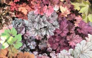Многолетняя гейхера: посадка, уход, размножение, зимовка растения