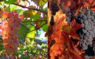 На какой год после посадки саженцами плодоносит виноград когда начинает давать первый урожай