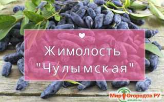 Сорт жимолости Нарымская: описание сорта, посадка и уход, опылители, фото, отзывы