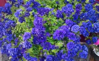 Махровые петунии: фото, виды и сорта, посадка и уход