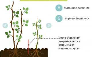 Малина сорт Мираж: описание, фото, отзывы