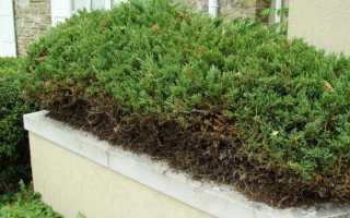 Когда и как стричь можжевельник обыкновенный