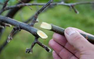 Популярные технологии прививки плодовых деревьев