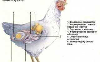 Как курица-несушка откладывает яйца, с какого возраста и с какой частотой