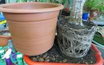 Комнатная пальма юкка — уход, размножение и пересадка цветка