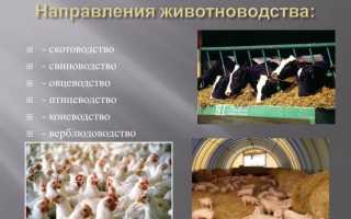 Животноводческая продукция — это животноводство, отрасли в России, что это такое