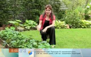 Как ухаживать за клубникой после сбора урожая, чтобы он был еще больше
