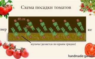 Лучшие штамбовые сорта томатов и особенности их выращивания