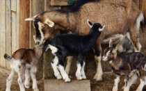 Сколько лет живут козы и дают молоко