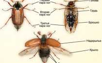 Способы размножения декабриста в домашних условиях