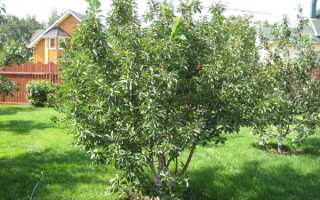 Знакомство с удивительной вишней сорта Шоколадница