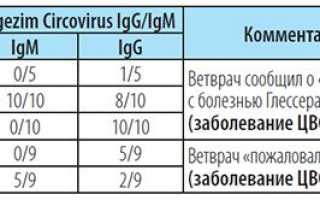 Плевропневмония свиней — опыт борьбы с заболеванием