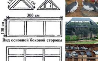 Описание и разведение бройлерных цесарок