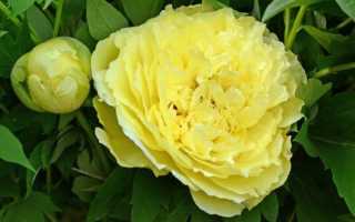 Описание пионов желтого цвета: фото сортов с описанием и названиями, посадка и выращивание в открытом грунте