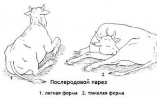 Послеродовой парез коров, лечение и профилактика