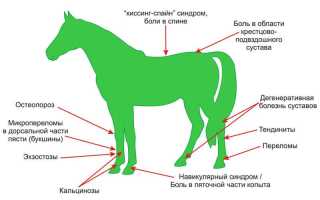 Инфекционные болезни лошадей учебное пособие