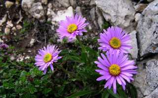 Астра альпийская(Aster alpinus) — выращивание из семян