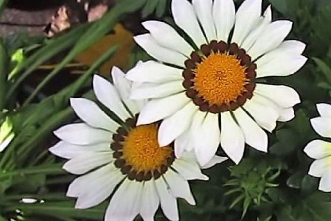 Белые соцветия