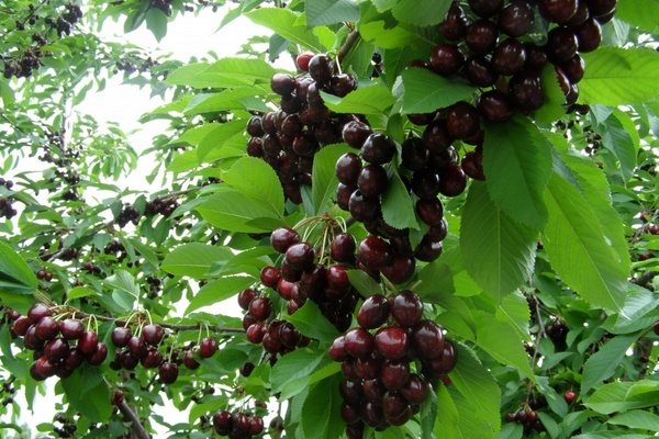 Черешня Мелитопольская черная