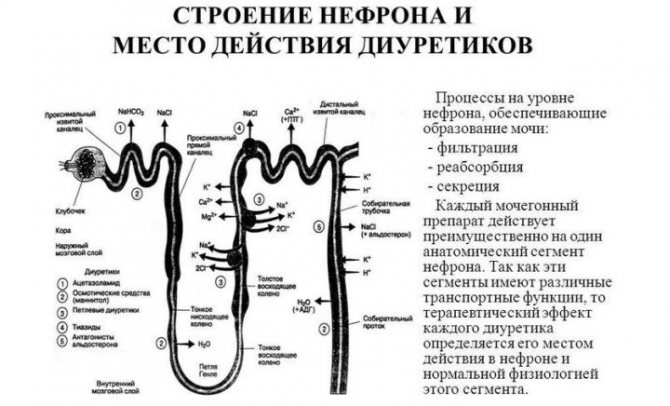 Диуретики