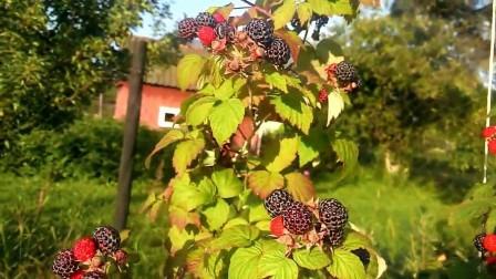 Фото малины кумберленд