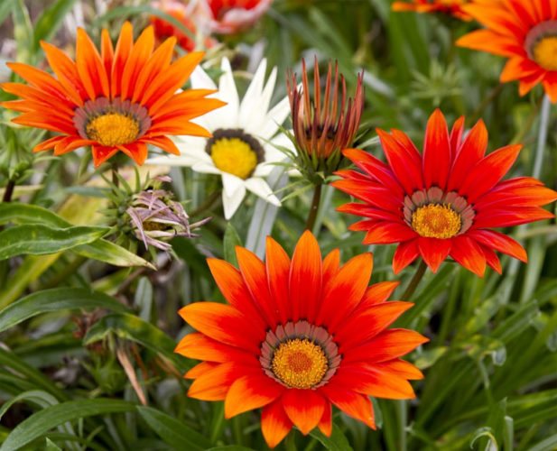 Гацания - посадка и уход, многолетник или однолетник, размножение