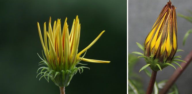 Гацания - посадка и уход, многолетник или однолетник, размножение
