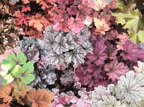 гейхера1.png