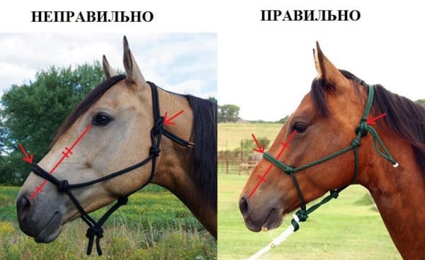 Как правильно надеть недоуздок