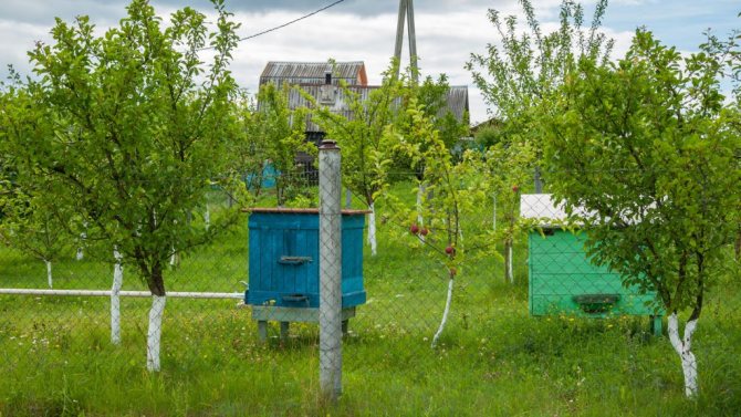 Как правильно поймать и удержать рой пчел