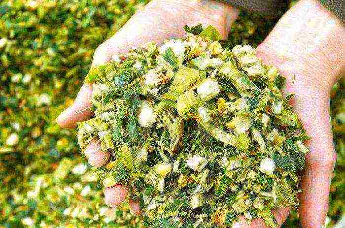 как выращивать бычков на мясо в домашних условиях