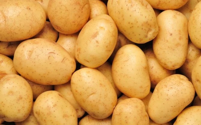 Картофель Аризона