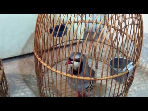 Кеклик: Птица, которая кекает