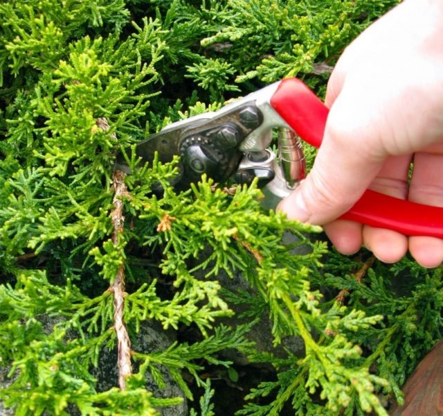 Когда и как стричь можжевельник обыкновенный