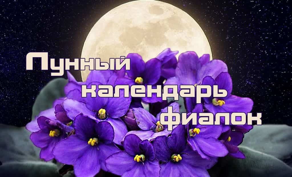 Когда пересадить фиалки по лунному календарю
