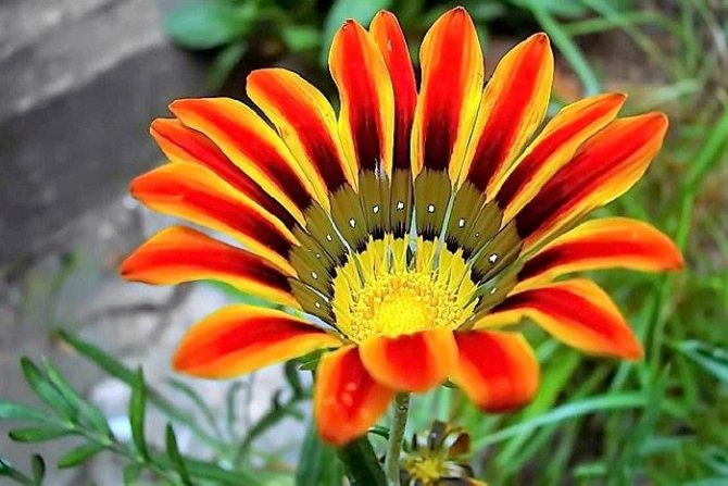 Красные лепестки