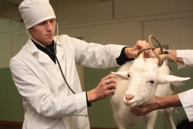 Наблюдение у врача увеличит срок жизни козы