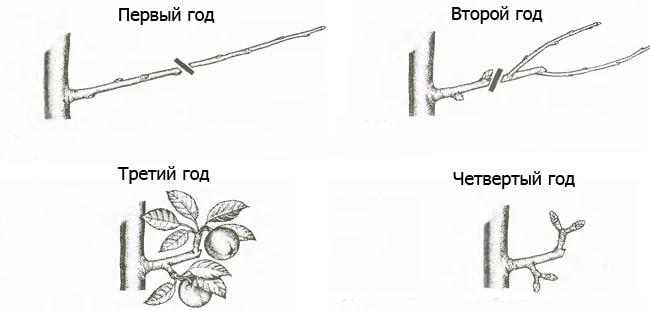 Обрезка яблони