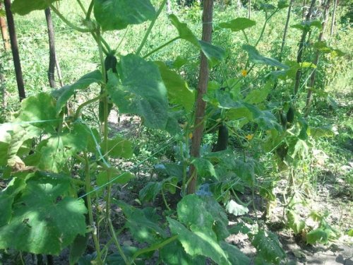 Огурцы, растущие в тени