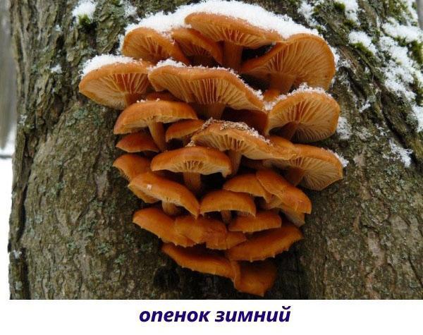 опенок зимний