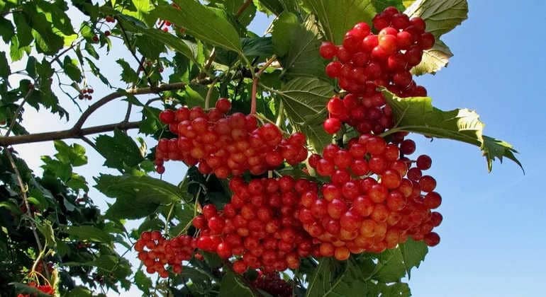 Полезные свойства калины