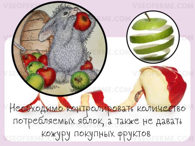 Польза и вред, который может нанести яблоко здоровью кролика