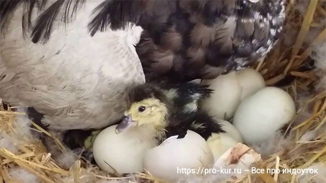 Сколько сидит индоутка на яйцах чтобы вывести индоутят.