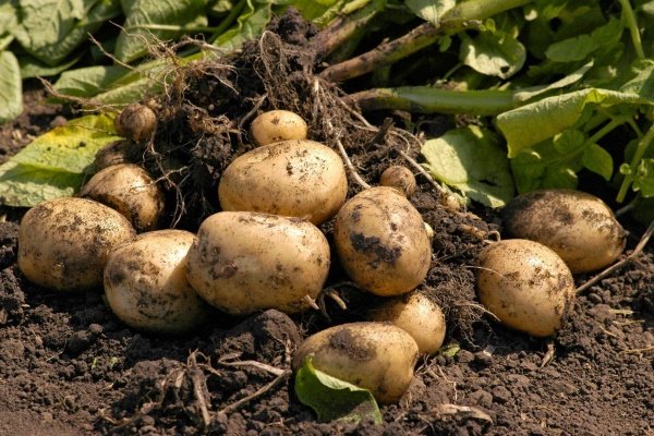 Сорт картофеля Лорх