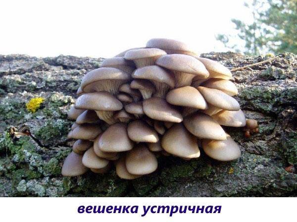 вешенка устричная
