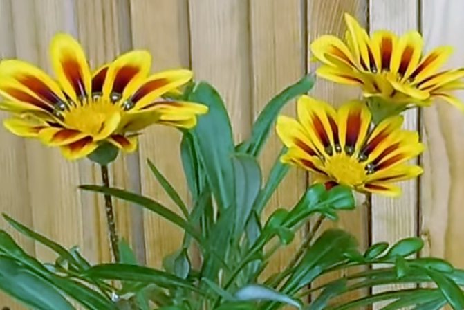 Желтые цветы с красной полосой