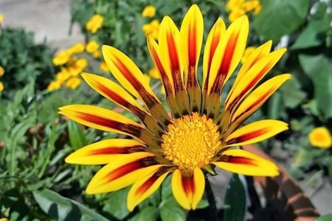 Желтый цветок