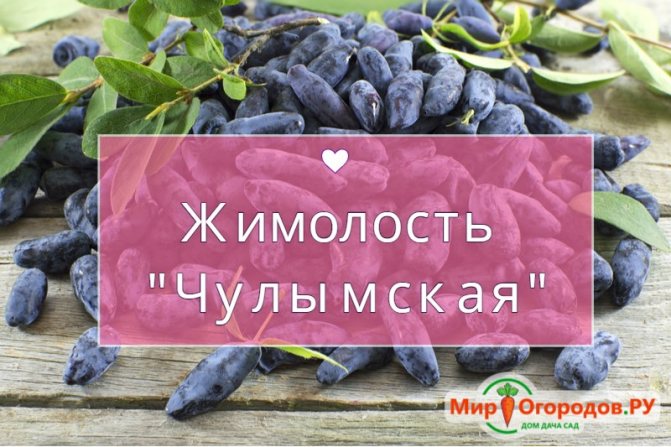жимолость Чулымская